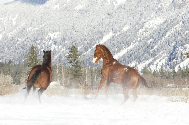 two horses standing in the snow with mountains and trees in the background