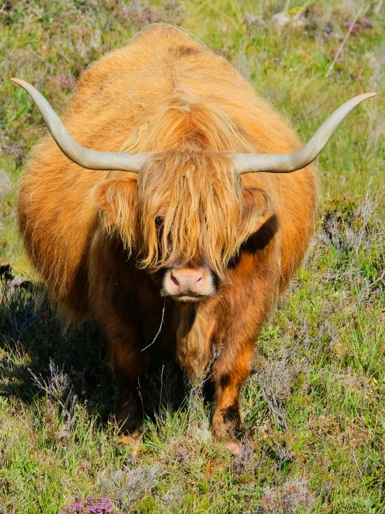 a brown animal with long horns and big horns in grassy field