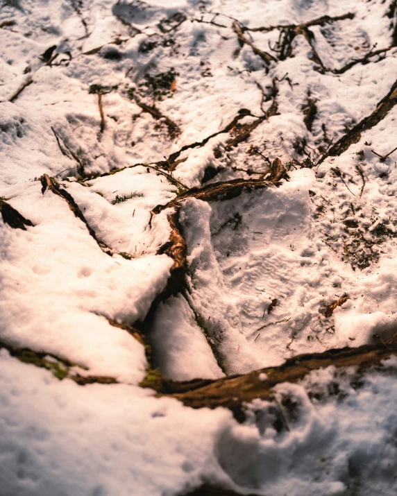 the ground is covered with snow and plants