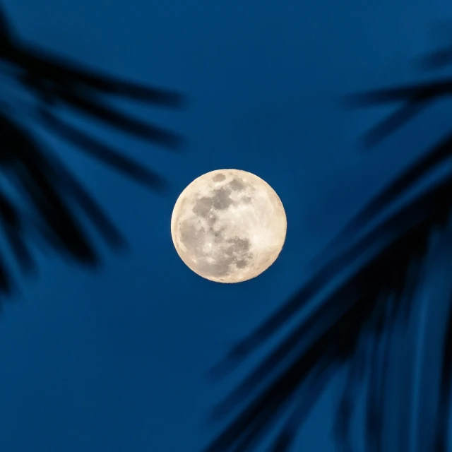 moon shining through a palm leaf