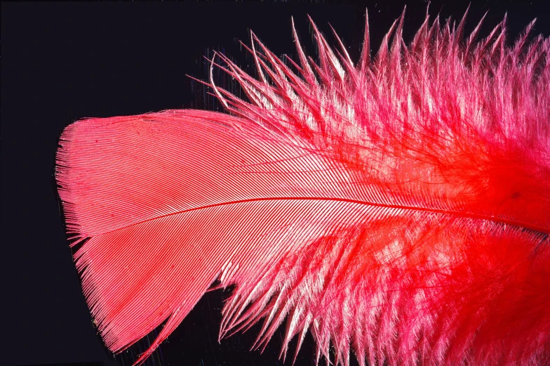 a large red feather sitting on top of a table