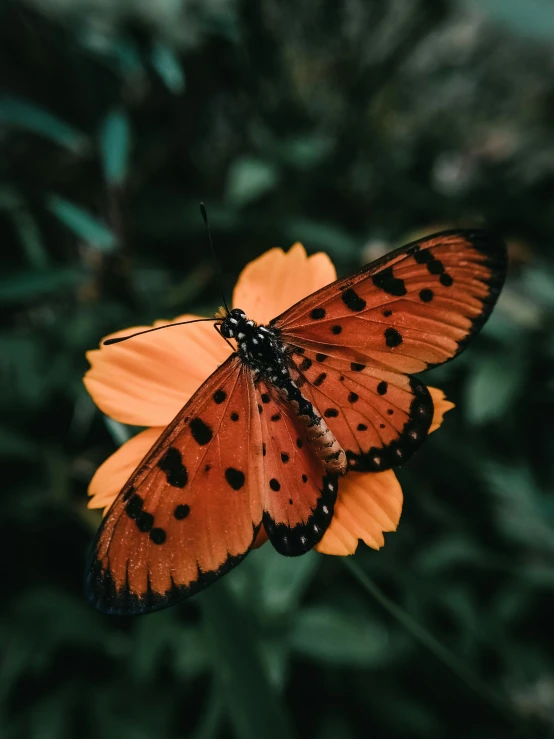 a erfly sitting on top of an orange flower