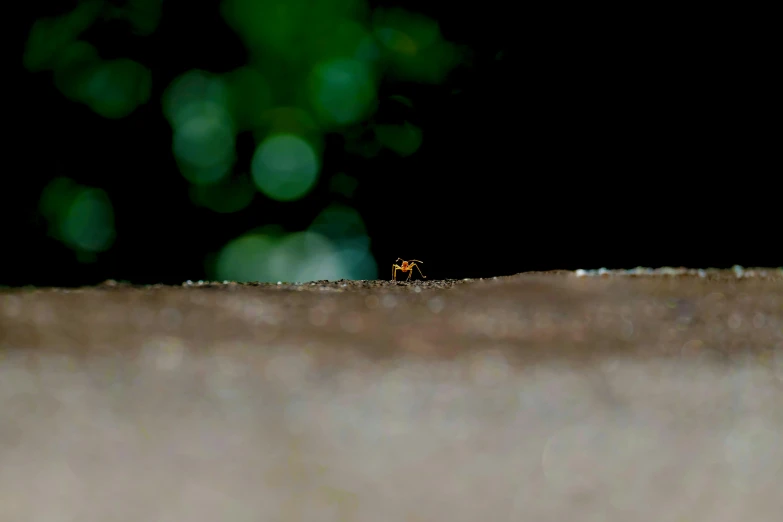 an insect with four dots sitting on the ground