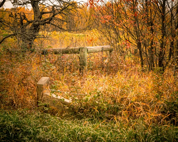 a wooden fence in front of an over grown forest