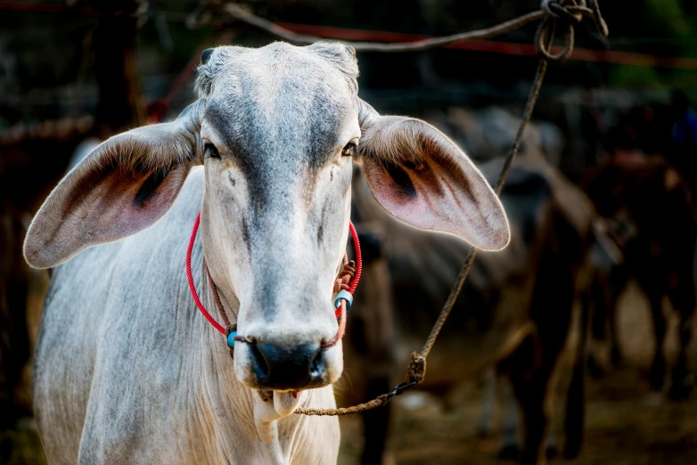 a white cow with horns in a field