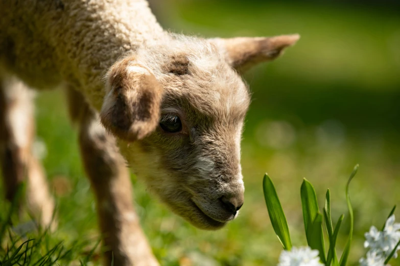 a baby sheep grazing on a grass covered field