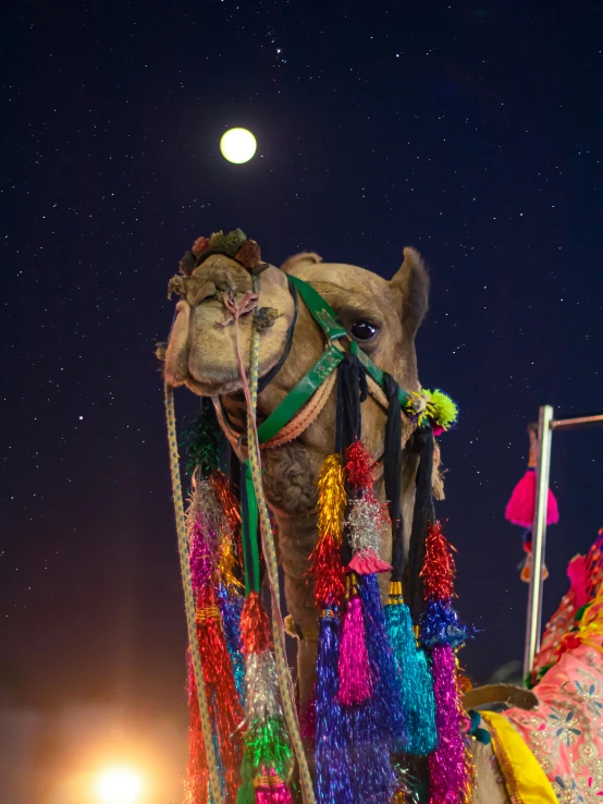 a decorated camel standing at night under a full moon