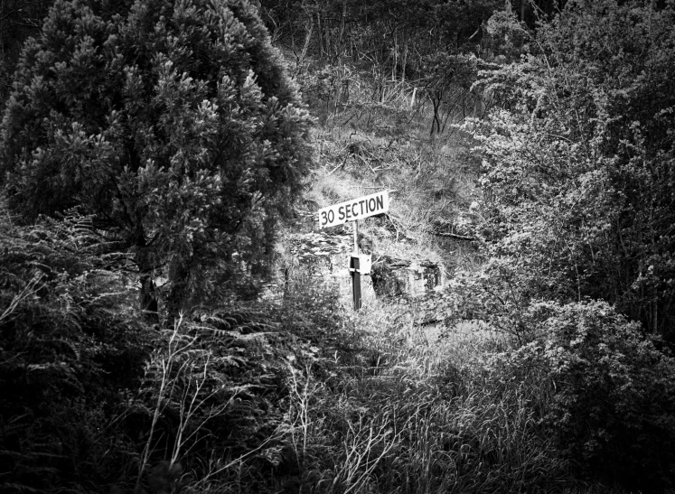 black and white po of street sign surrounded by forest