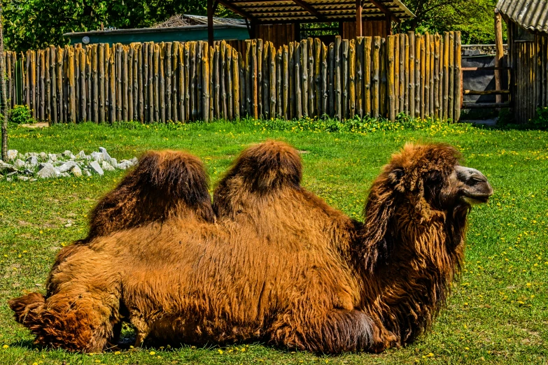a camel lying on the grass with its front legs folded