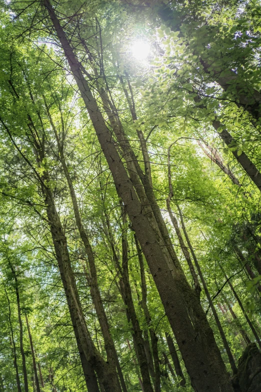 a forest filled with lush green trees and a bright sun peeking through