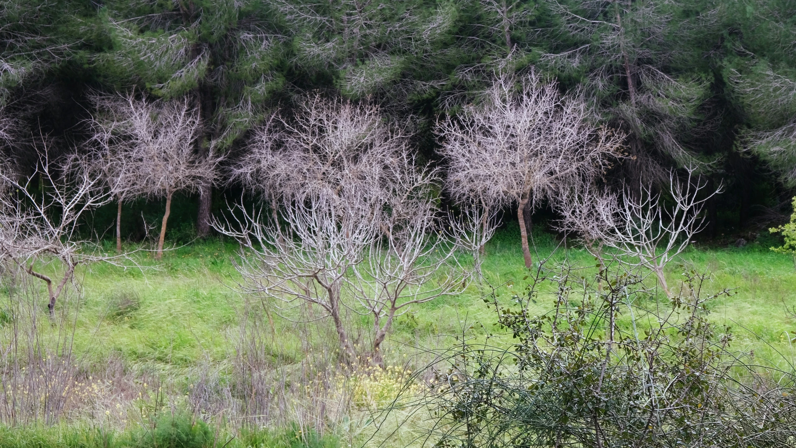 several barren trees in a field near many smaller bushes