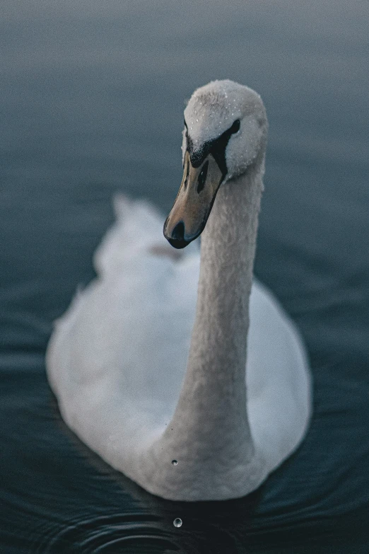 a swan that is sitting on some water