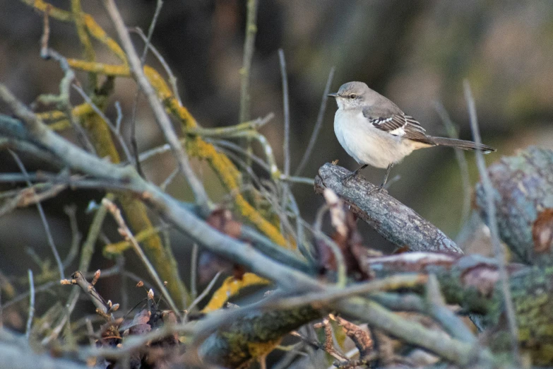 a small bird standing on a plant nch