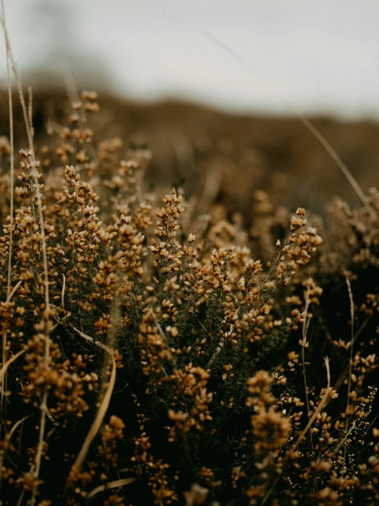 some yellow flowers growing in a field on a cloudy day