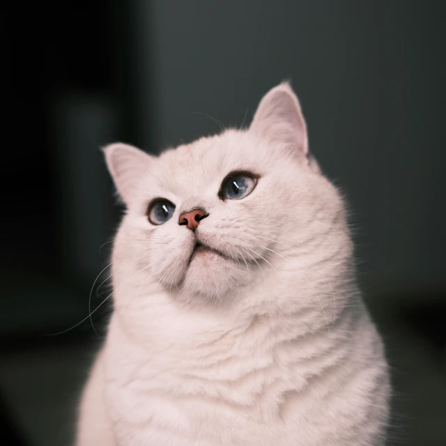 the cat is laying down on the table and staring