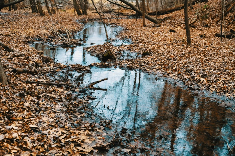 leaves and trees surrounding the creek that is partially empty