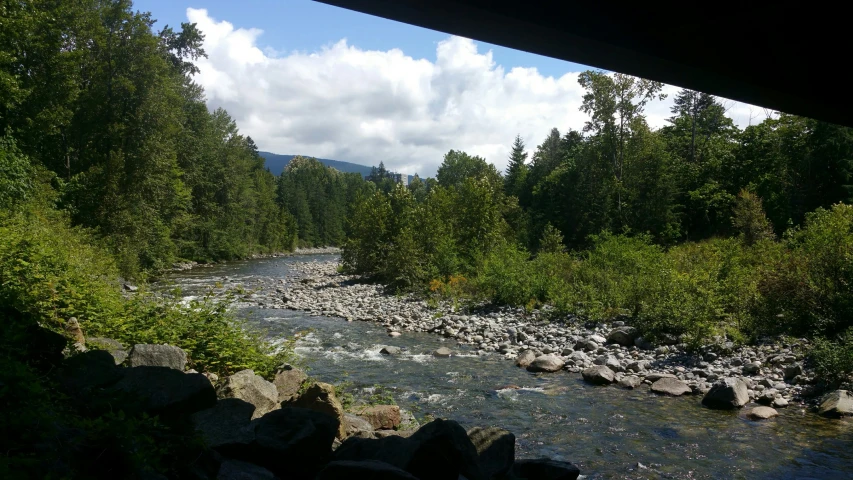 water running through the forest near trees