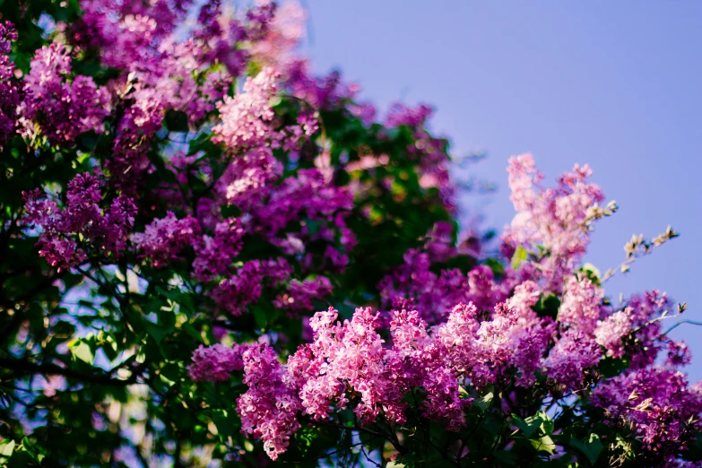 purple flowers are growing in the nches of a tree