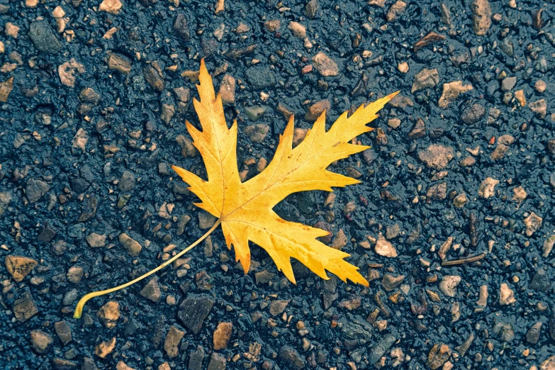 an orange leaf that has been placed on black road pavement