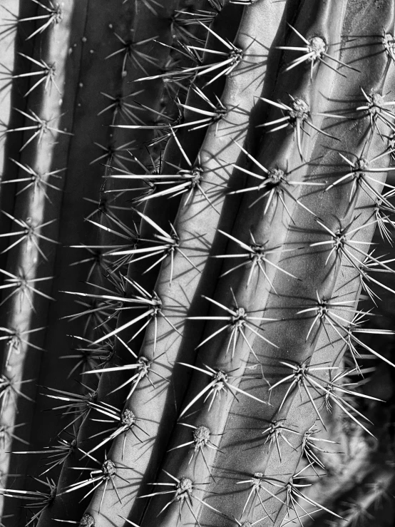 the tops of some tall cactus cactus plants