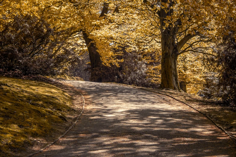 trees and the path is very quiet