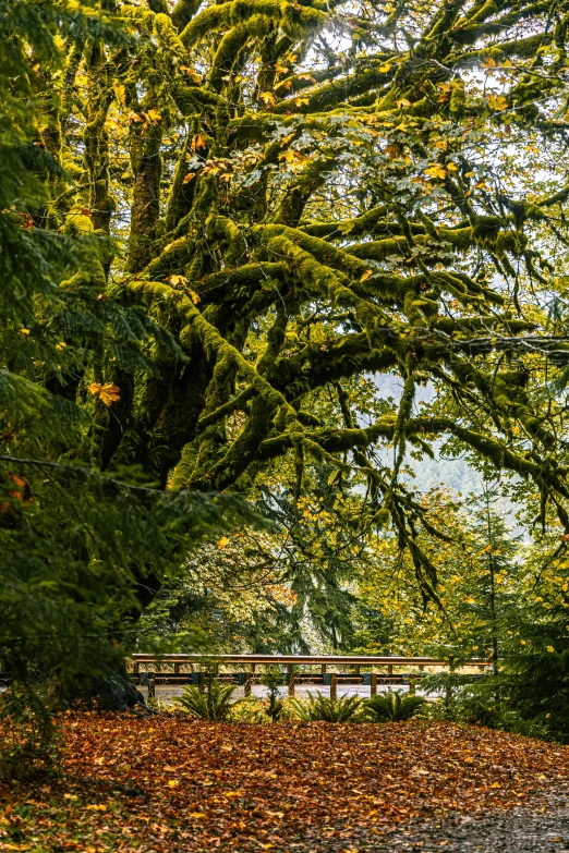 a bench that is under a large tree