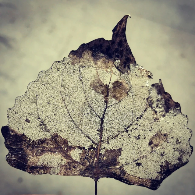 a leaf on top of a nch, covered in snow