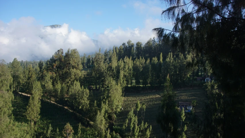 the view from above looking down at trees and land