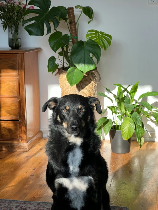 a black and white dog sitting on a rug