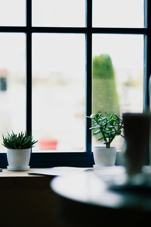 three different potted plants sit on the table by a large window