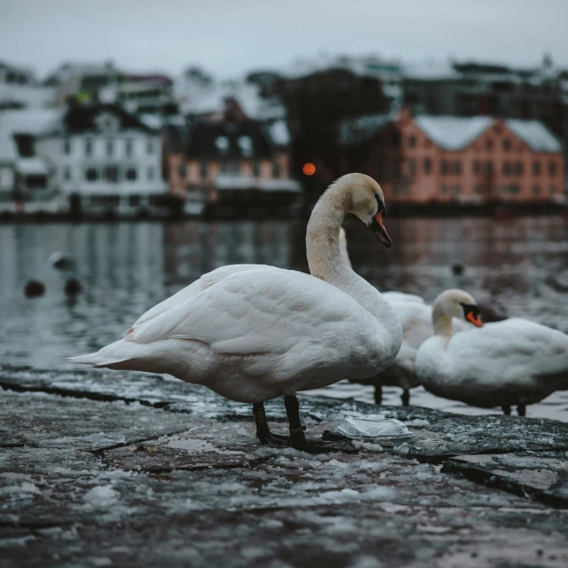 a group of swans standing on a lake next to some buildings