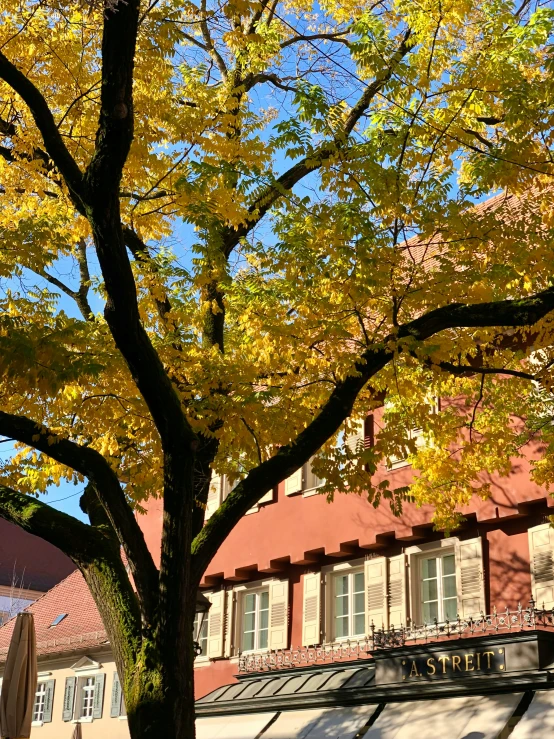 the bright fall foliage is on the tree