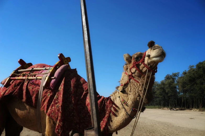 a large brown camel sitting next to a tall pole