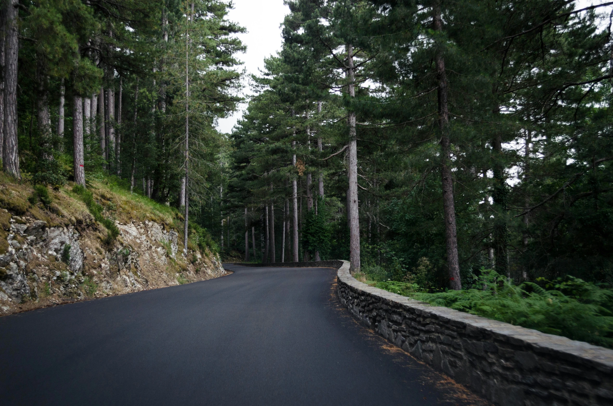 an empty and quiet road surrounded by tall trees