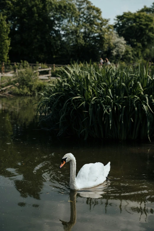 a bird is swimming in the water near bushes