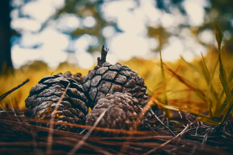 three pine cones in the woods that are just lying on the grass