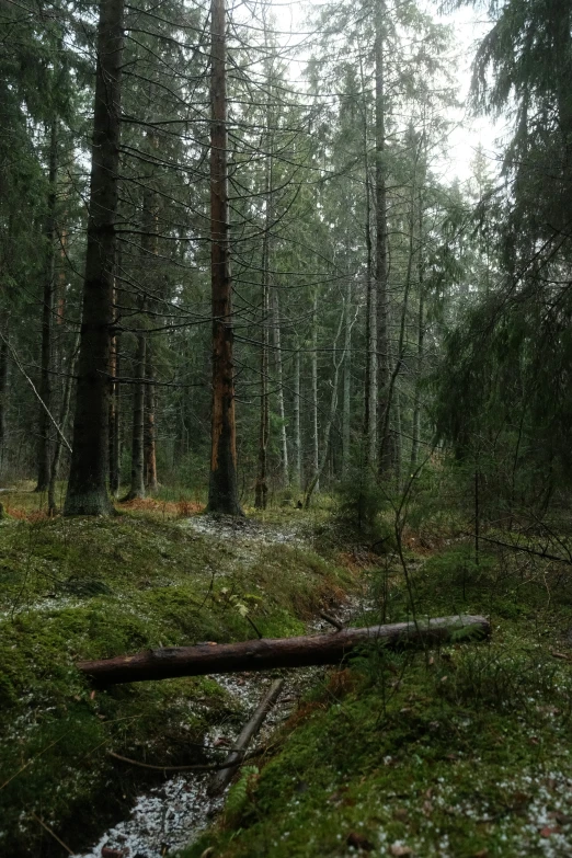 a stream running through a forest with moss on the floor