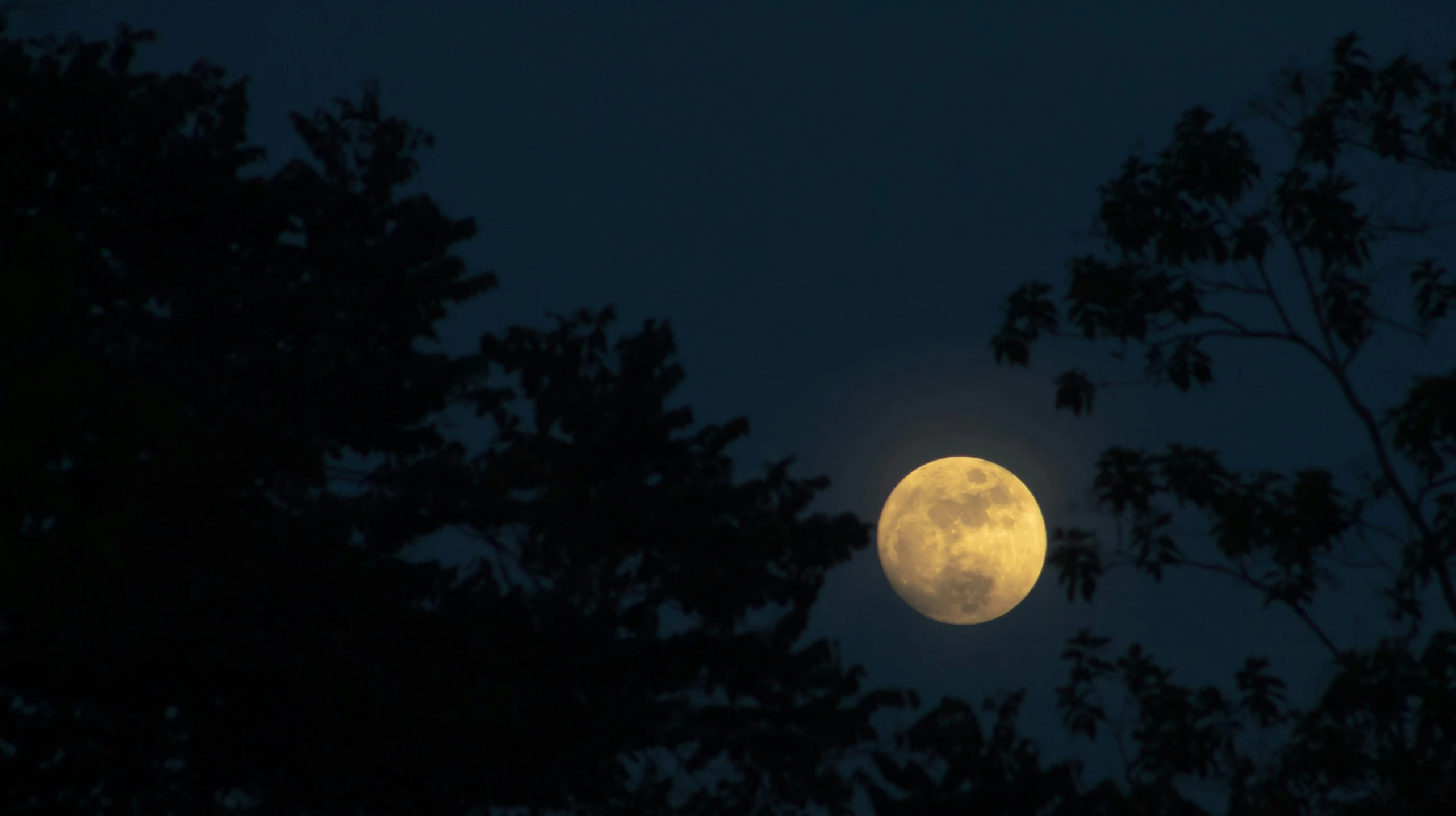 the moon behind some trees with no leaves on it