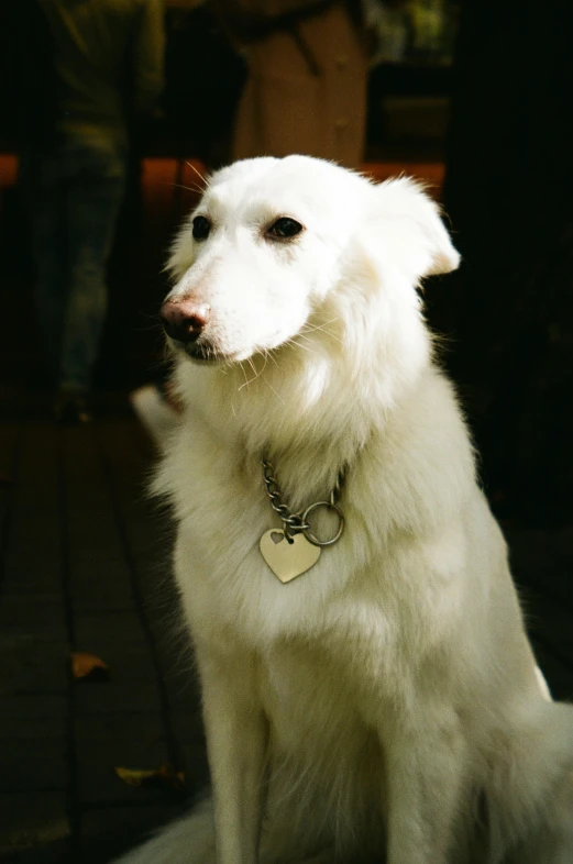 a white dog is sitting down and looking up