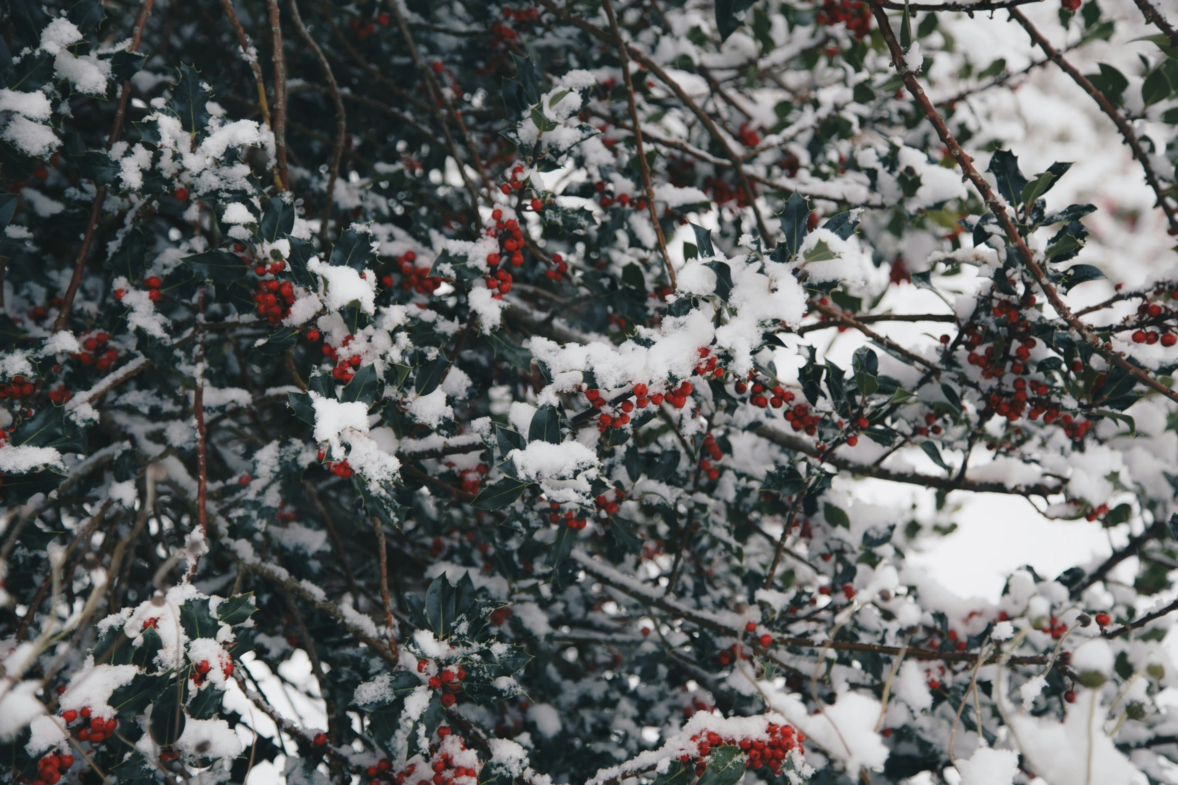 a large tree with red berries on it in the snow