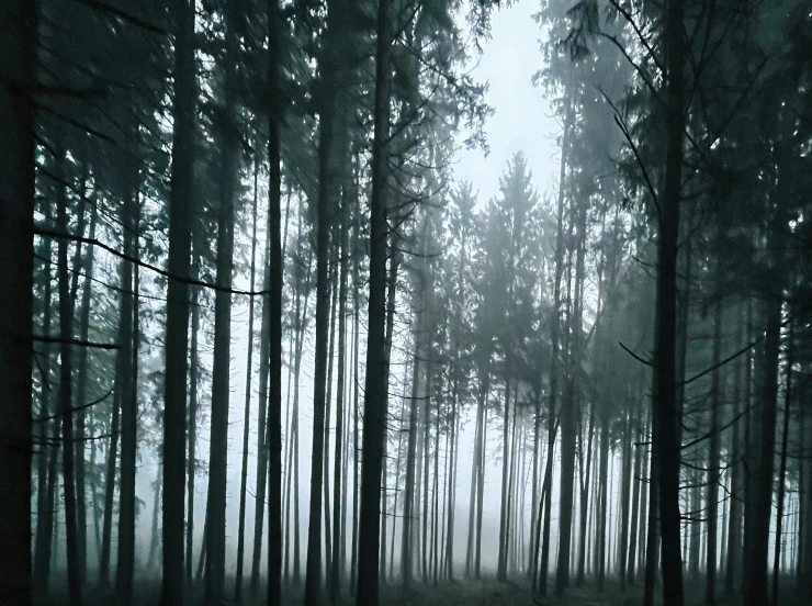 an image of a misty forest that is free to use