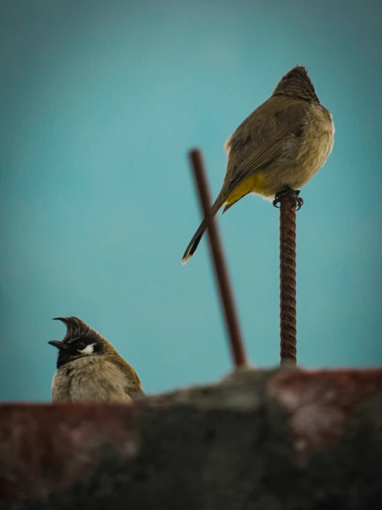 two small birds sitting on top of a red post