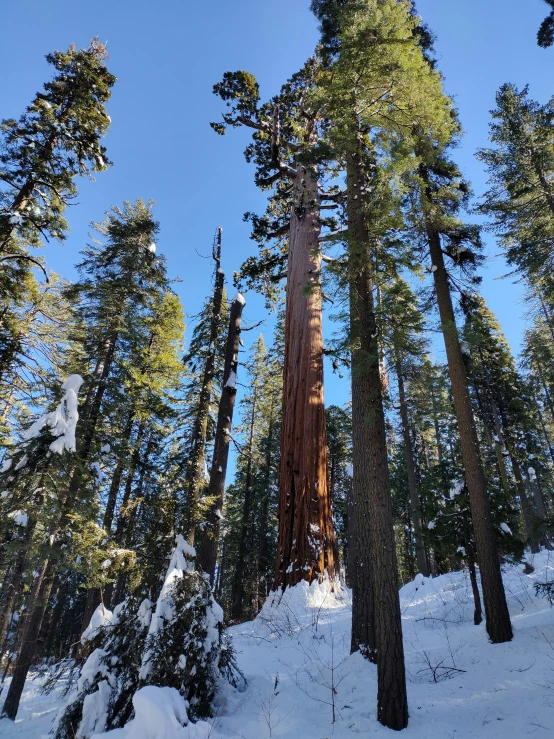 tall trees stand in the snow by a trail