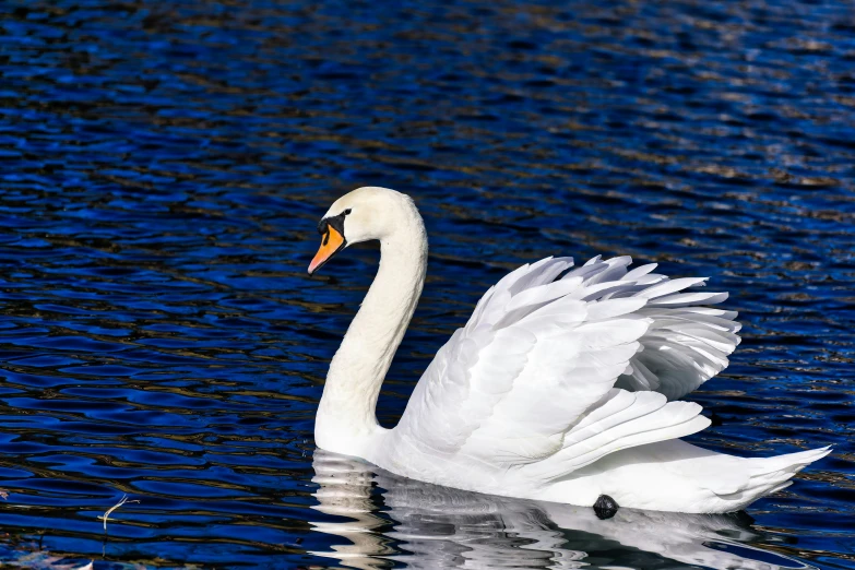 a white swan that is floating on some water