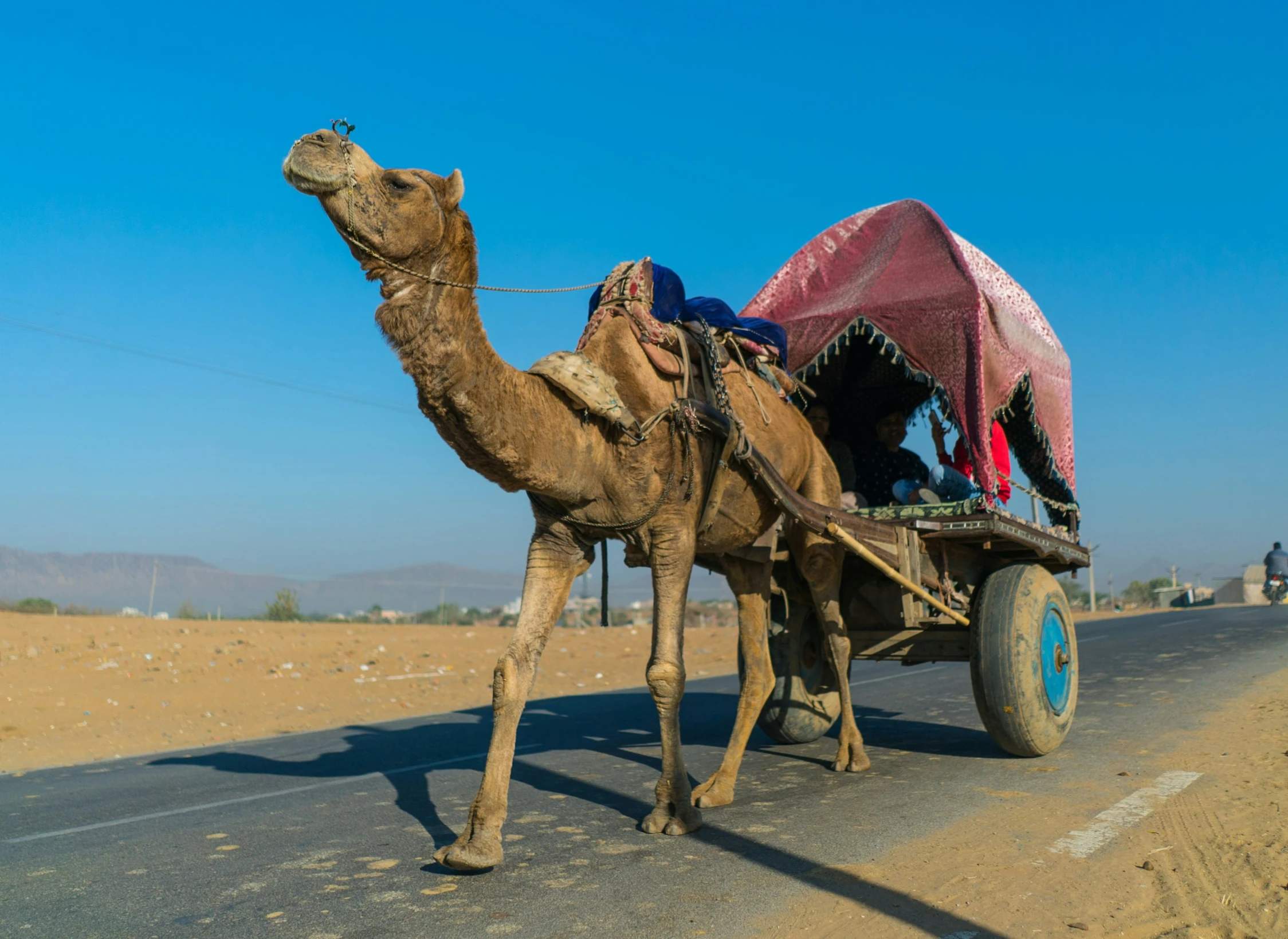 a camel pulling a cart on its back down the road