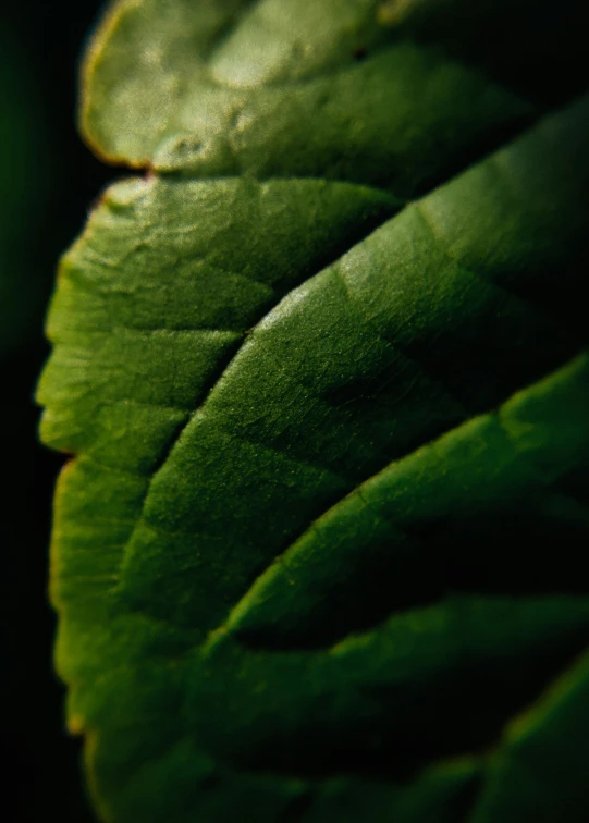 a close up of a green leaf that is looking dark