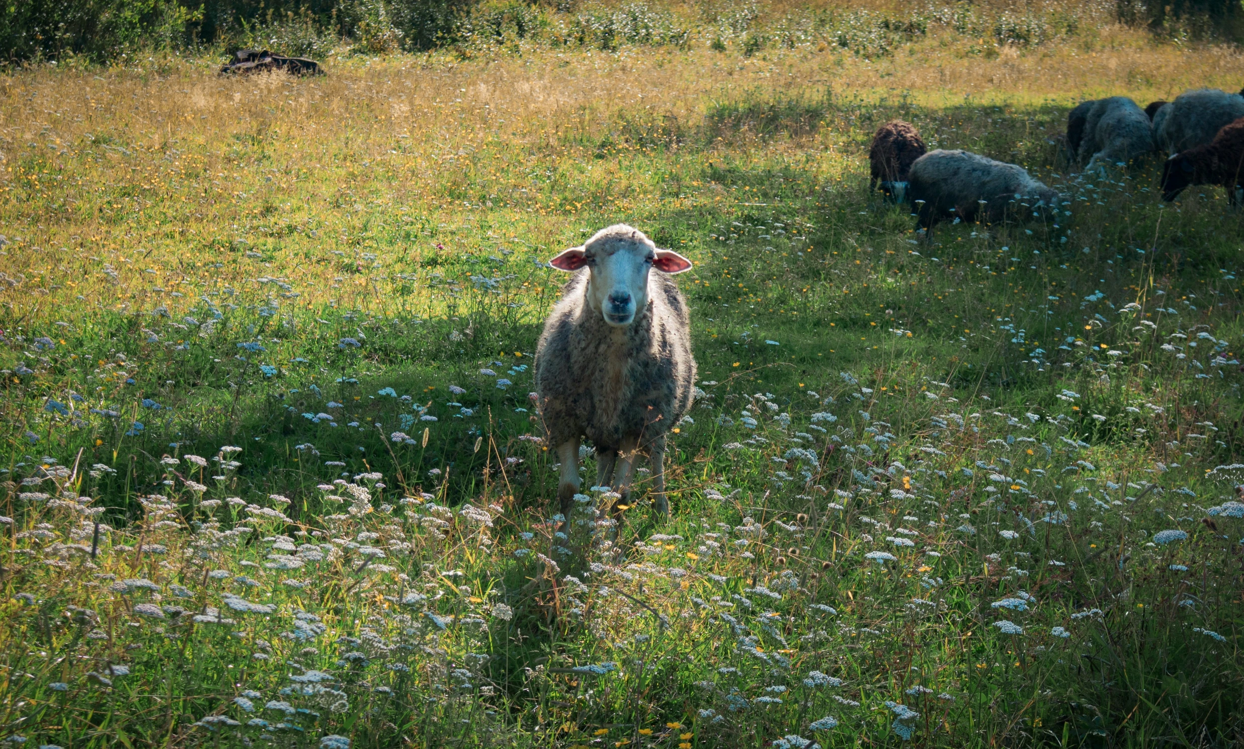 a sheep standing in the middle of a field filled with flowers