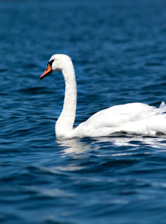 a duck swimming on water next to shore