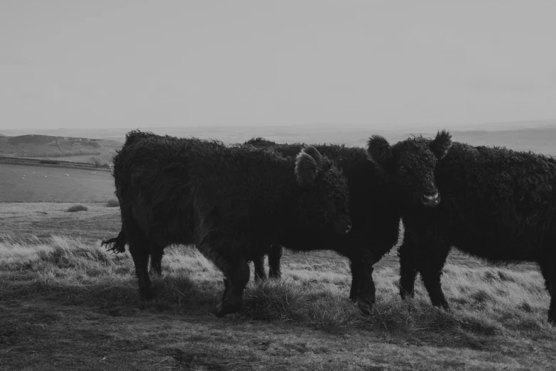 three black cows in an open field staring at soing