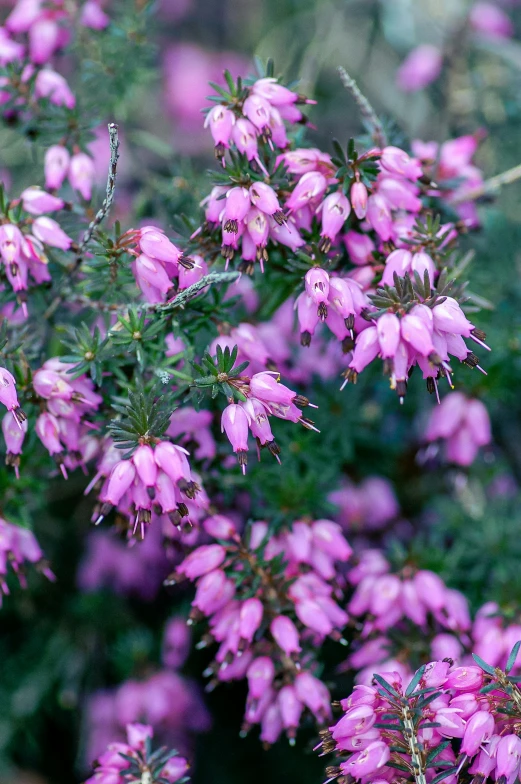 the flowers are blooming all around the plant